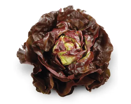 Kopfsalat rot
