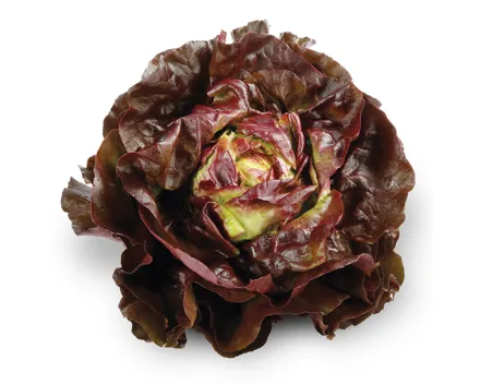 Kopfsalat rot