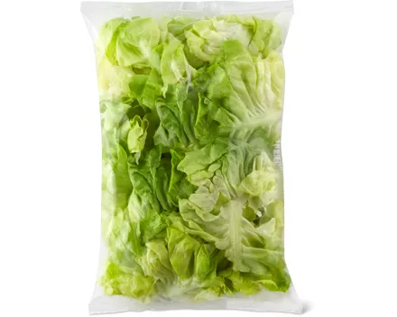 Kopfsalat XL