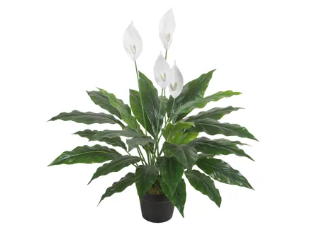 Kunstpflanze Spathe im Topf, 75 cm