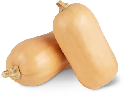Kürbis Butternuss