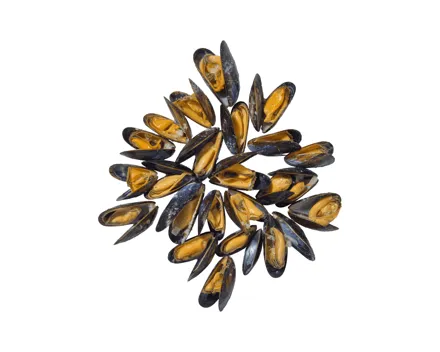 La Cancalaise Miesmuscheln gekocht à la Crème