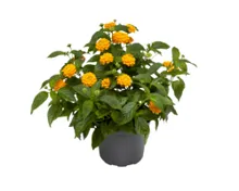 Lantana