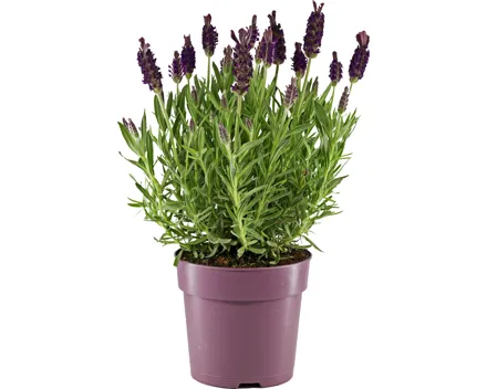 Lavendel