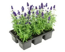 Lavendel