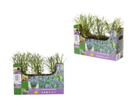 Lavendel angustifolia