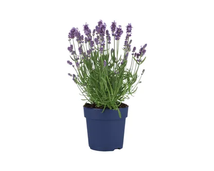 Lavendel angustifolia