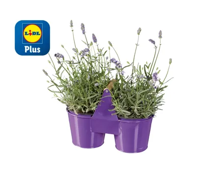 Lavendel Angustifolia im Duo-Zinktopf
