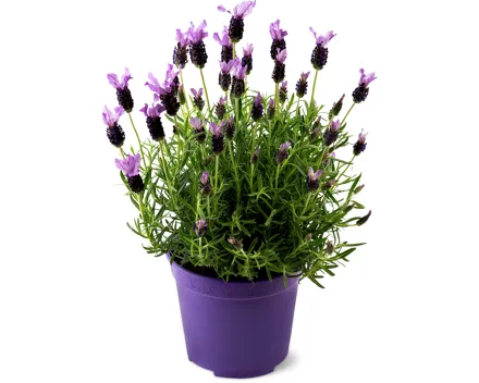 Lavendel Butterfly