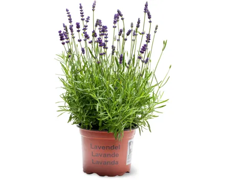 Lavendel Hidcote
