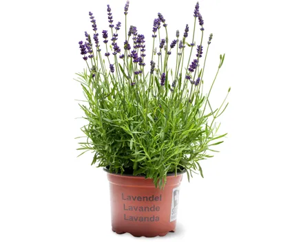 Lavendel Hidcote