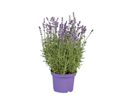 Lavendel Solitär