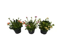 Lewisia