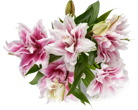 Lilien Roselily
