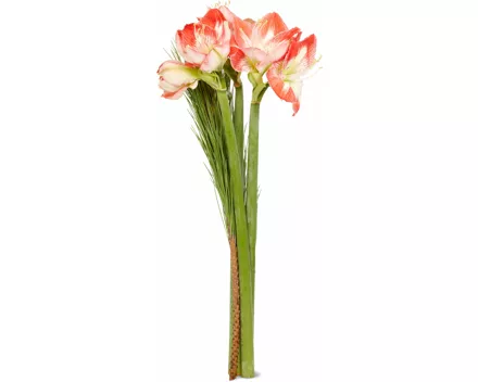 M-Classic Amaryllis