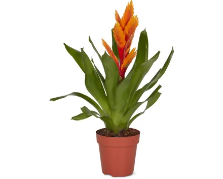 M-Classic Bromelia Mix