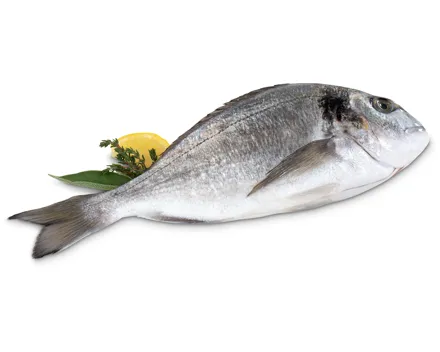 M-Classic Dorade Royale, ASC