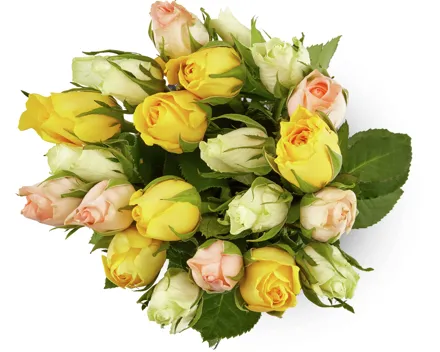 M-Classic Minirosen, Fairtrade