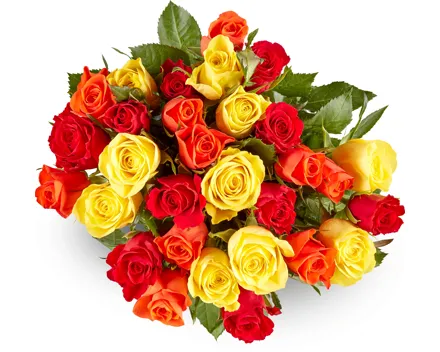 M-Classic Minirosen, Fairtrade