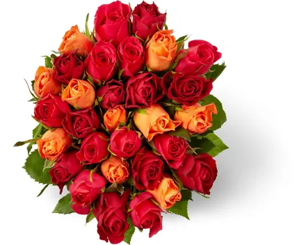 M-Classic Minirosen, Fairtrade