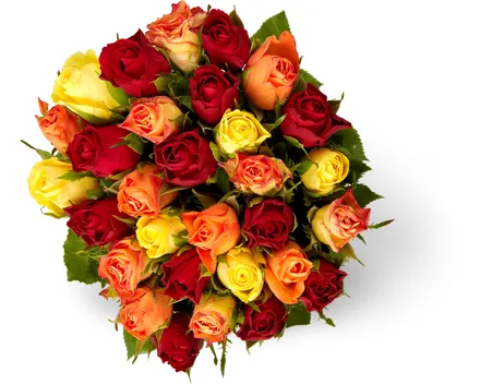 M-Classic Minirosen, Fairtrade