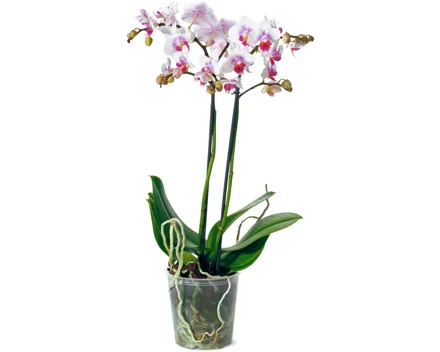M-Classic Phalaenopsis multiflora 2 Rispen