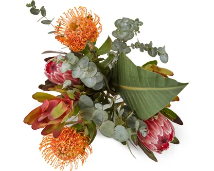 M-Classic Protea-Strauss