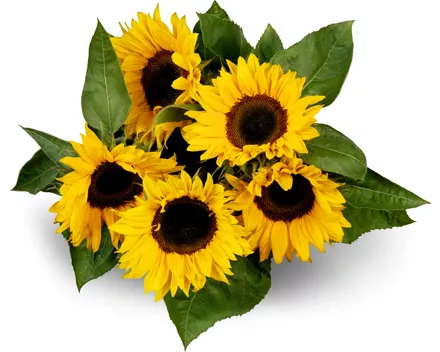 M-Classic Sonnenblumen