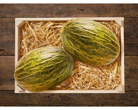 Melone Piel de Sapo