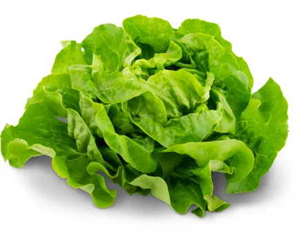 Migros Bio Kopfsalat