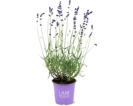 Migros Bio Lavendel