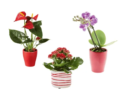 Mini Blühpflanzen in Keramik