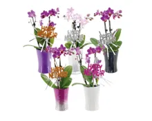 Mini-Orchidee XMAS/Silvester