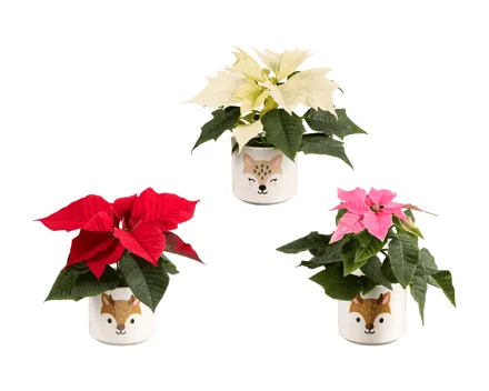 Mini Weihnachtsstern in Motivkeramik