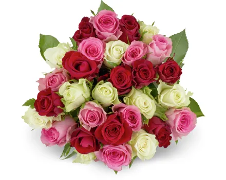 Minirosen, Fairtrade