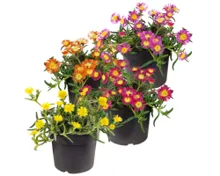 Mittagsblume T17