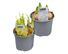 Mix CC Zwiebelpflanzen PG1