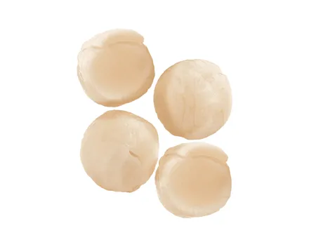 MSC Japanische Kammmuschel