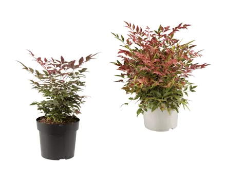 Nandina Himmelsbambus