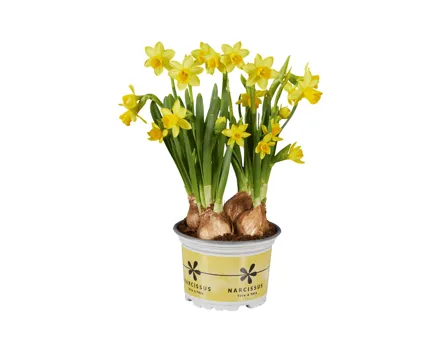 Narzissen