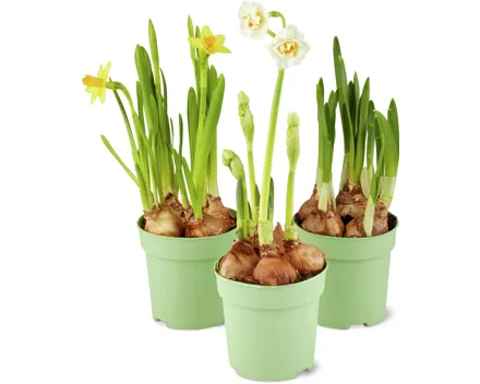 Narzissen Mix, 3er-Set