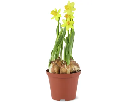 Narzissen Tête à Tête