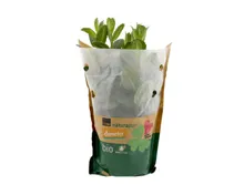 Naturaplan Bio Demeter Pfefferminz im Topf
