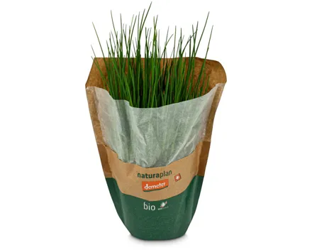 Naturaplan Bio Demeter Schnittlauch im Topf