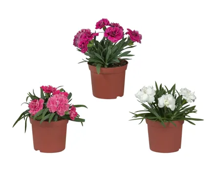 Nelken (Dianthus)