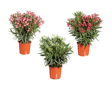 Oleander XXL