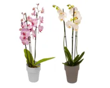 Orchidee 3-Trieber