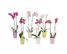 Orchidee