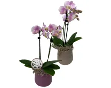 Orchidee im Übertopf