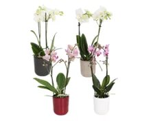 Orchidee midi im Übertopf